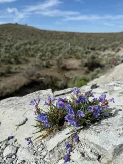 Idaho beardtongue thumbnail 2