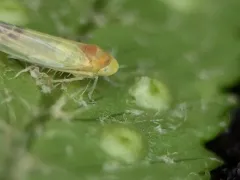 Eupteryx filicum thumbnail 2