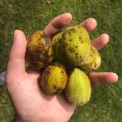 Butternut thumbnail 4
