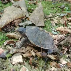 Common Box Turtle thumbnail 2