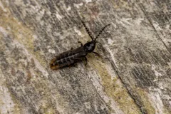 Lesser Black Glow-worm thumbnail 2