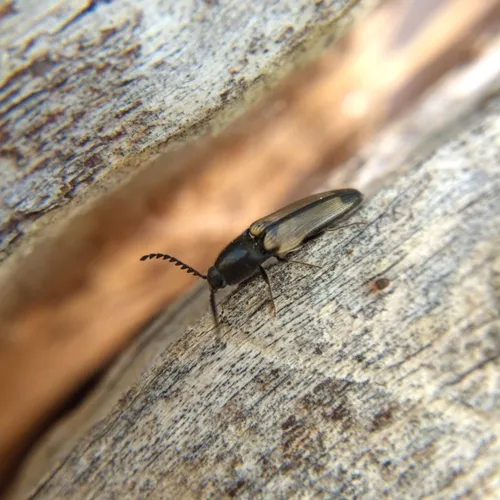 Flaxen Click Beetle