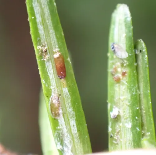 Elongate hemlock scale