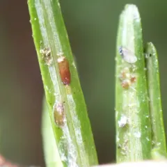 Elongate hemlock scale thumbnail 1