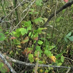Smooth Gooseberry thumbnail 2