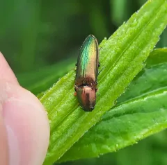 Resplendent Click Beetle thumbnail 4