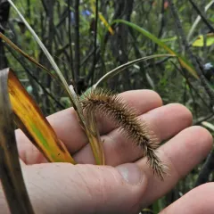 bristly sedge thumbnail 1