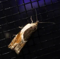 Oak Leaffolder Moth thumbnail 4