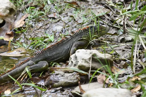Green Iguana