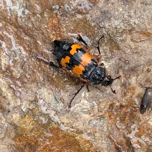 Banded Sexton Beetle