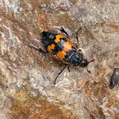 Banded Sexton Beetle thumbnail 1