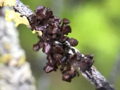 Chestnut Wrinkle Lichen thumbnail 2