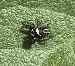 Black-marked Jumping Spider thumbnail 4