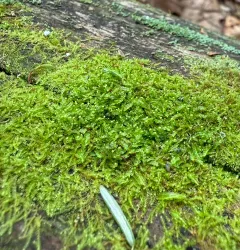 Matchstick Flapwort thumbnail 2