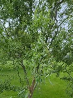 weeping willow thumbnail 4