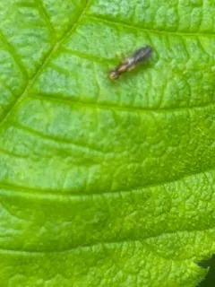Psila bivittata thumbnail 4