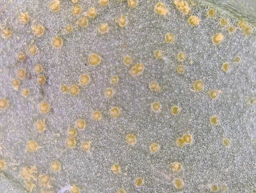 Pucciniastrum circaeae