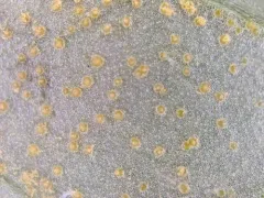 Pucciniastrum circaeae thumbnail 1