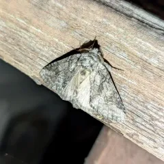 Double-lined Prominent thumbnail 4