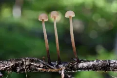 garlic mushroom thumbnail 4