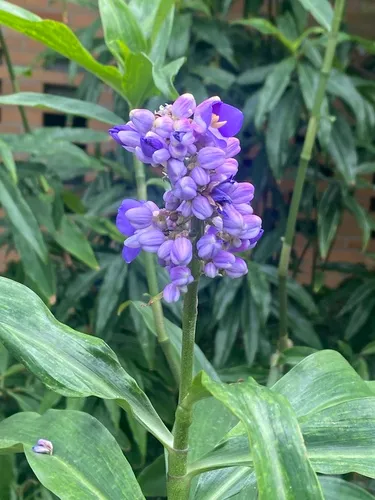 Blue ginger