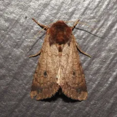 Rosewing Moth thumbnail 3