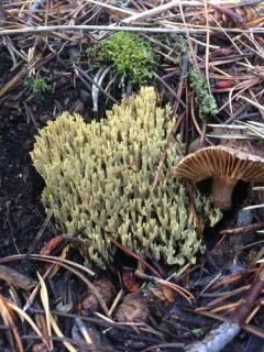 Green-staining Coral Mushroom thumbnail 4