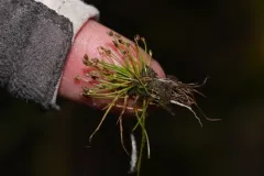 Beautiful Spikerush thumbnail 2