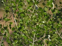 Frémont Cottonwood thumbnail 3