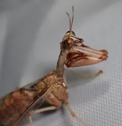 Four-spotted Mantidfly thumbnail 4