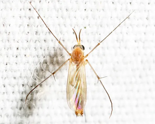 Exechia cincinnata