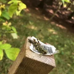 Pine tree Spur-throat Grasshopper thumbnail 4