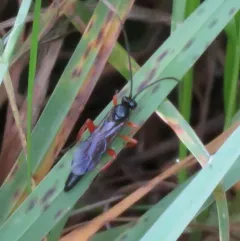 Pimpla sanguinipes thumbnail 4