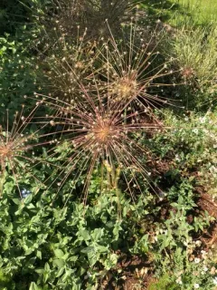 Allium schubertii thumbnail 3