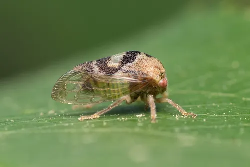 Cyrtolobus pulchellus