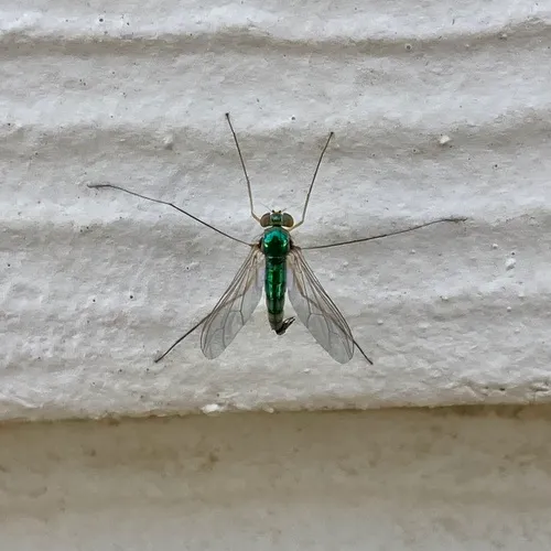 Sciapus delicatus