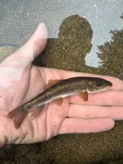 Summer Sucker thumbnail 3