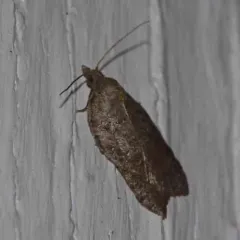 Hook-winged Tortrix Moth thumbnail 2