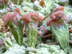 Carpet Beret Lichen thumbnail 4