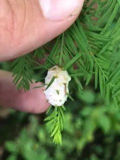 Cypress Twig Gall Midge thumbnail 1