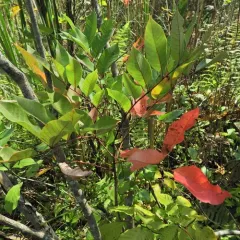 poison sumac thumbnail 3