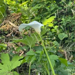 calla lily thumbnail 3