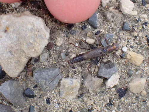 Holarctic Springfly