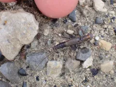 Holarctic Springfly thumbnail 1