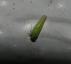 Potato Leafhopper thumbnail 3