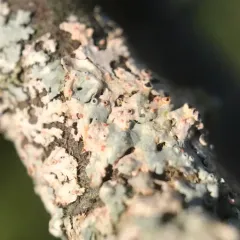 Ovicuculispora parmeliae thumbnail 2