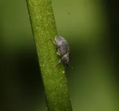 Clover Seed Weevil thumbnail 3