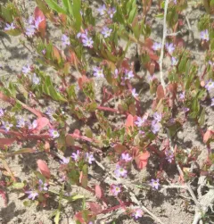 three-bracted loosestrife thumbnail 3