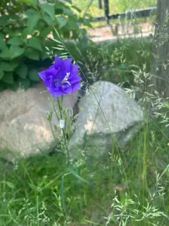 tussock bellflower thumbnail 3