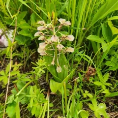 large twayblade thumbnail 4